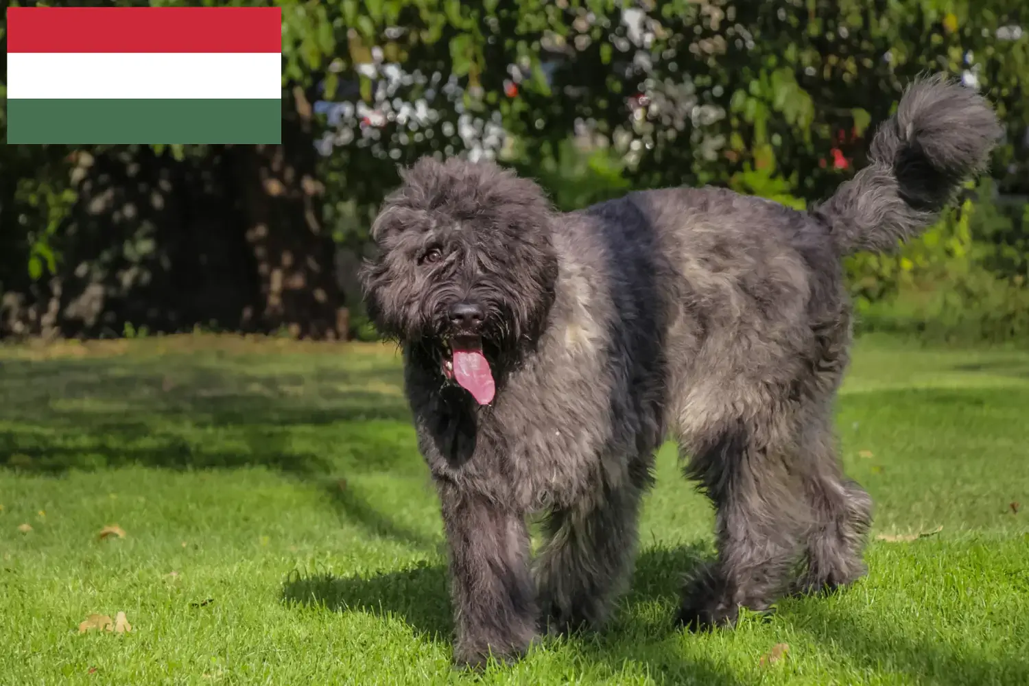 Bouvier des Flandres yavruları ve yetiştiricileri Macaristan Burada Macaristan'daki Bouvier des Flandres yetiştiricilerini bulabilirsiniz.