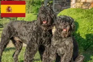 Read more about the article İspanya’da Bouvier des Flandres yetiştiricileri ve köpek yavruları