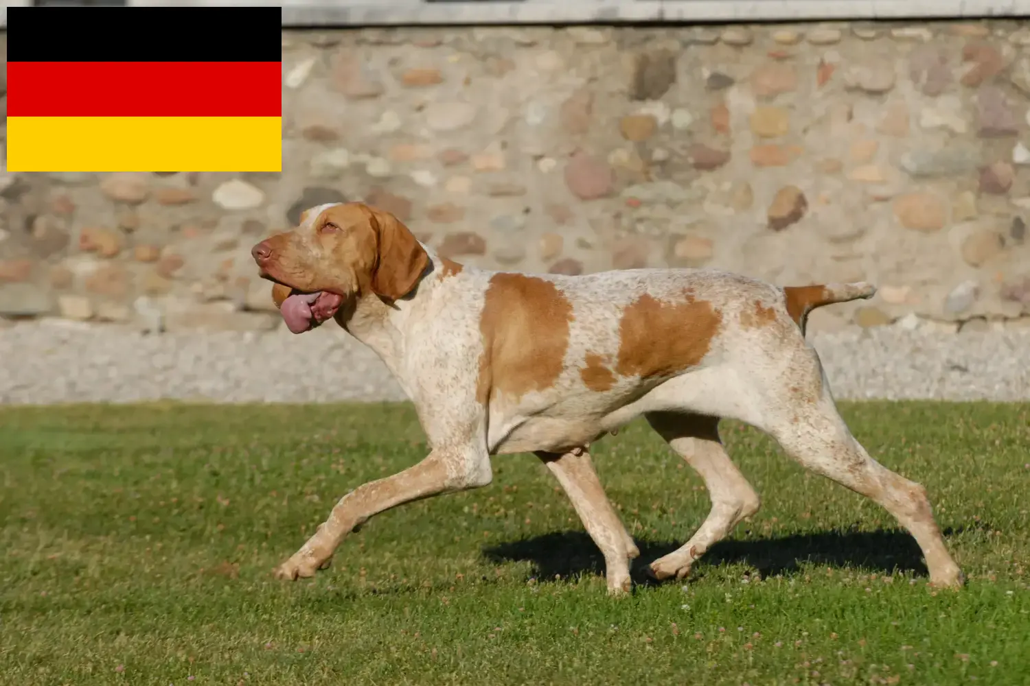 Read more about the article Almanya’da Bracco Italiano yetiştiricileri ve köpek yavruları