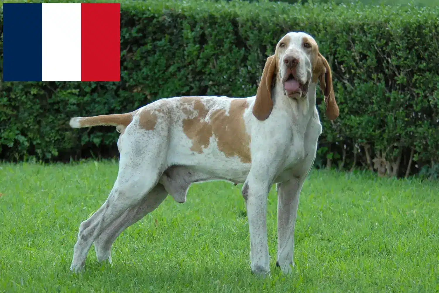 Read more about the article Fransa’da Bracco Italiano yetiştiricileri ve köpek yavruları