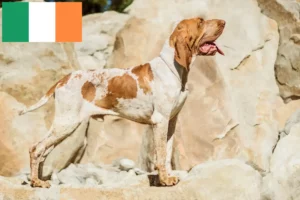 Read more about the article İrlanda’da Bracco Italiano yetiştiricileri ve köpek yavruları