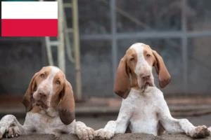 Read more about the article Polonya’da Bracco Italiano yetiştiricileri ve köpek yavruları