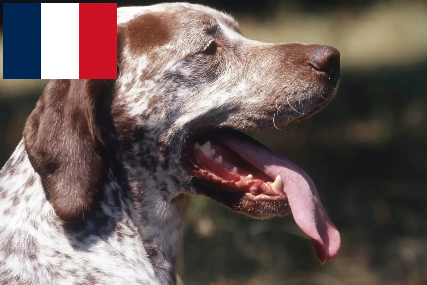 Read more about the article Fransa’da Braque du Bourbonnais yetiştiricileri ve köpek yavruları