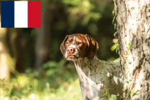 Read more about the article Fransa’da Braque français tipi Gascogne yetiştiricileri ve köpek yavruları