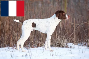 Read more about the article Fransa’da Braque français tipi Pyrénées yetiştiricileri ve yavru köpekler