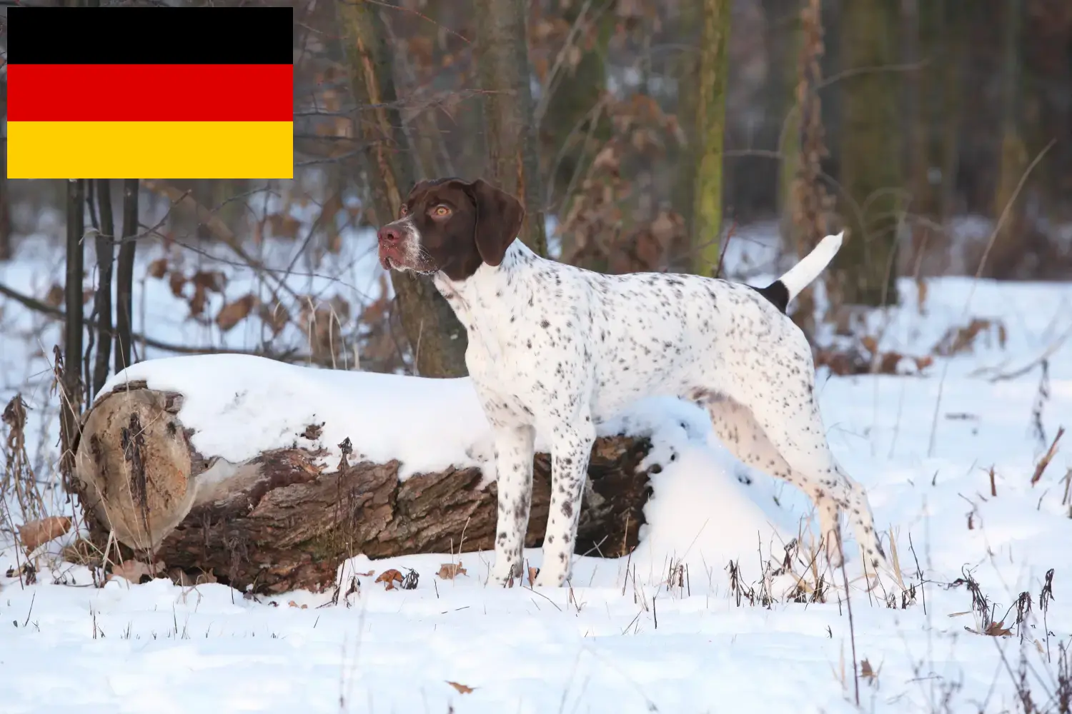 Read more about the article Almanya’da Braque français tipi Pyrénées yetiştiricileri ve yavru köpekler