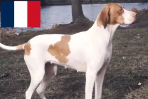 Read more about the article Fransa’da Braque Saint-Germain yetiştiricileri ve köpek yavruları