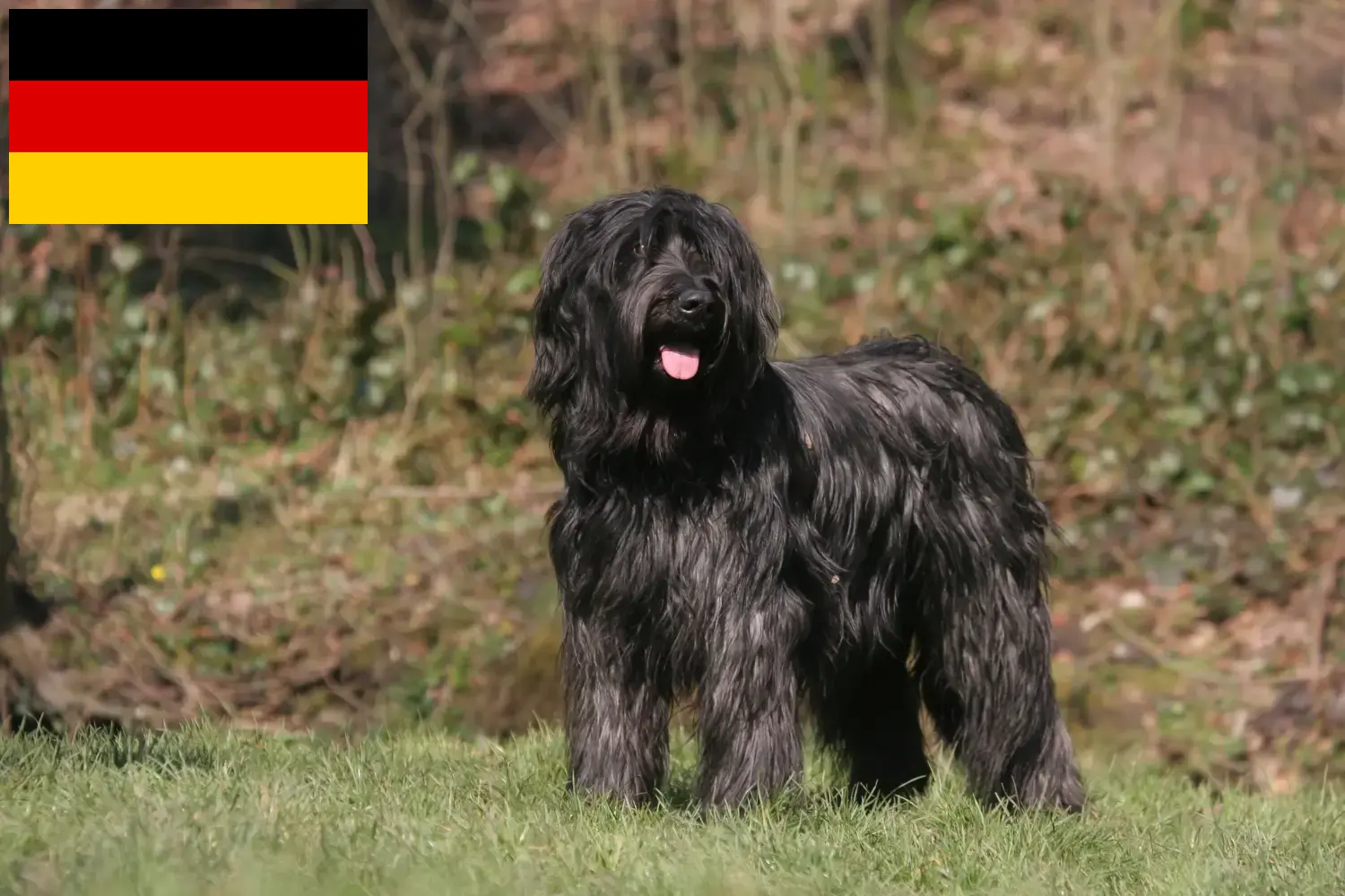 Read more about the article Almanya’da Briard yetiştiricileri ve yavru köpekler
