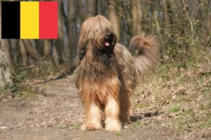 Read more about the article Belçika’da Briard yetiştiricileri ve köpek yavruları