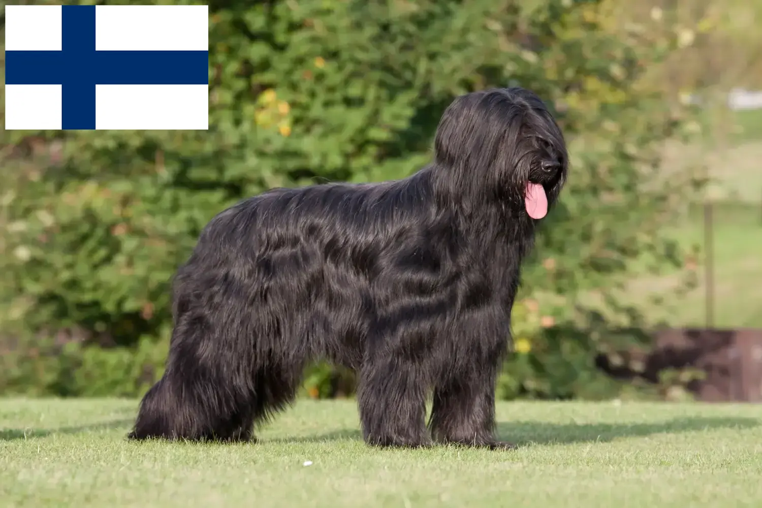 Read more about the article Finlandiya’da Briard yetiştiricileri ve köpek yavruları