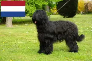 Read more about the article Hollanda’da Briard yetiştiricileri ve yavru köpekler