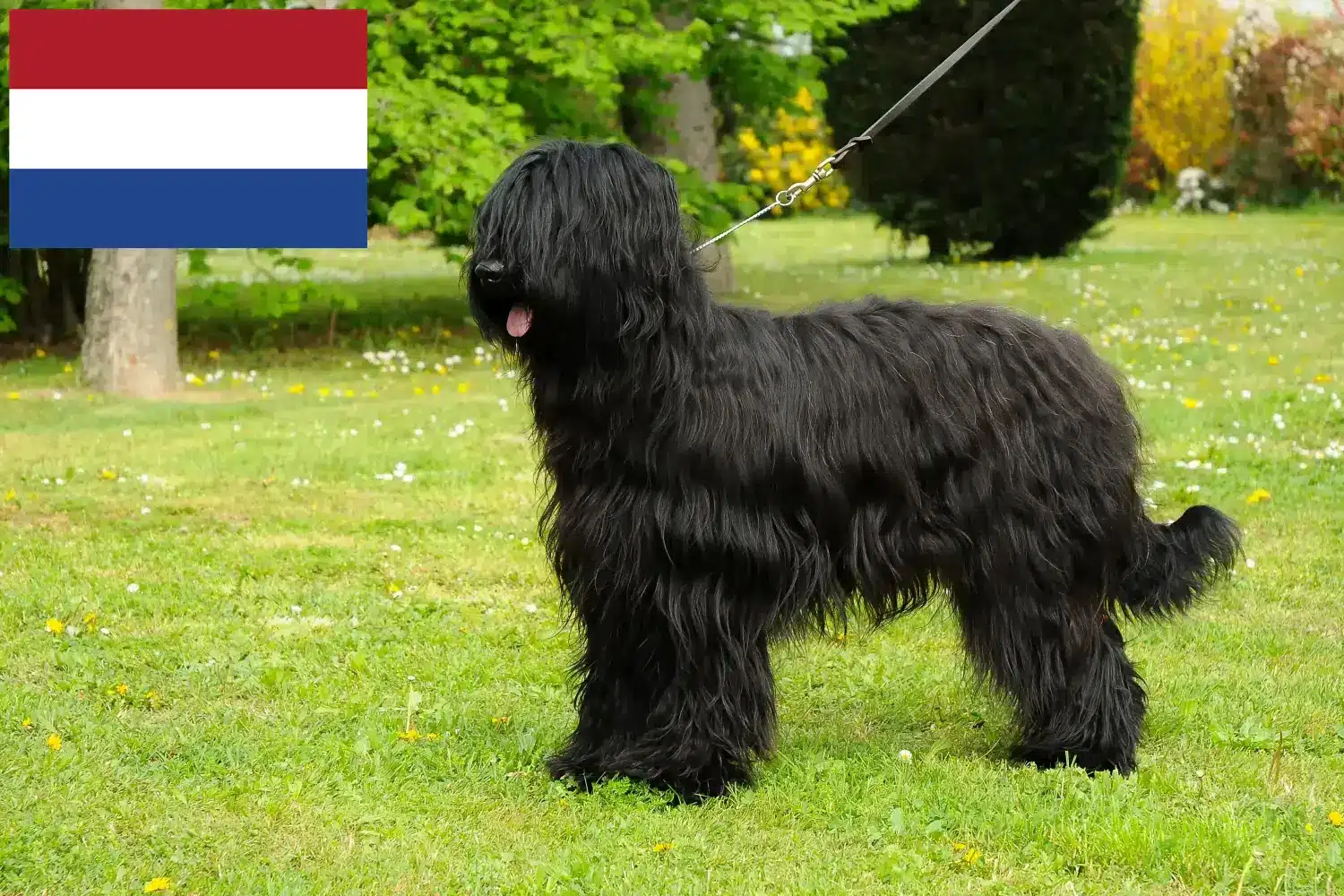 Read more about the article Hollanda’da Briard yetiştiricileri ve yavru köpekler