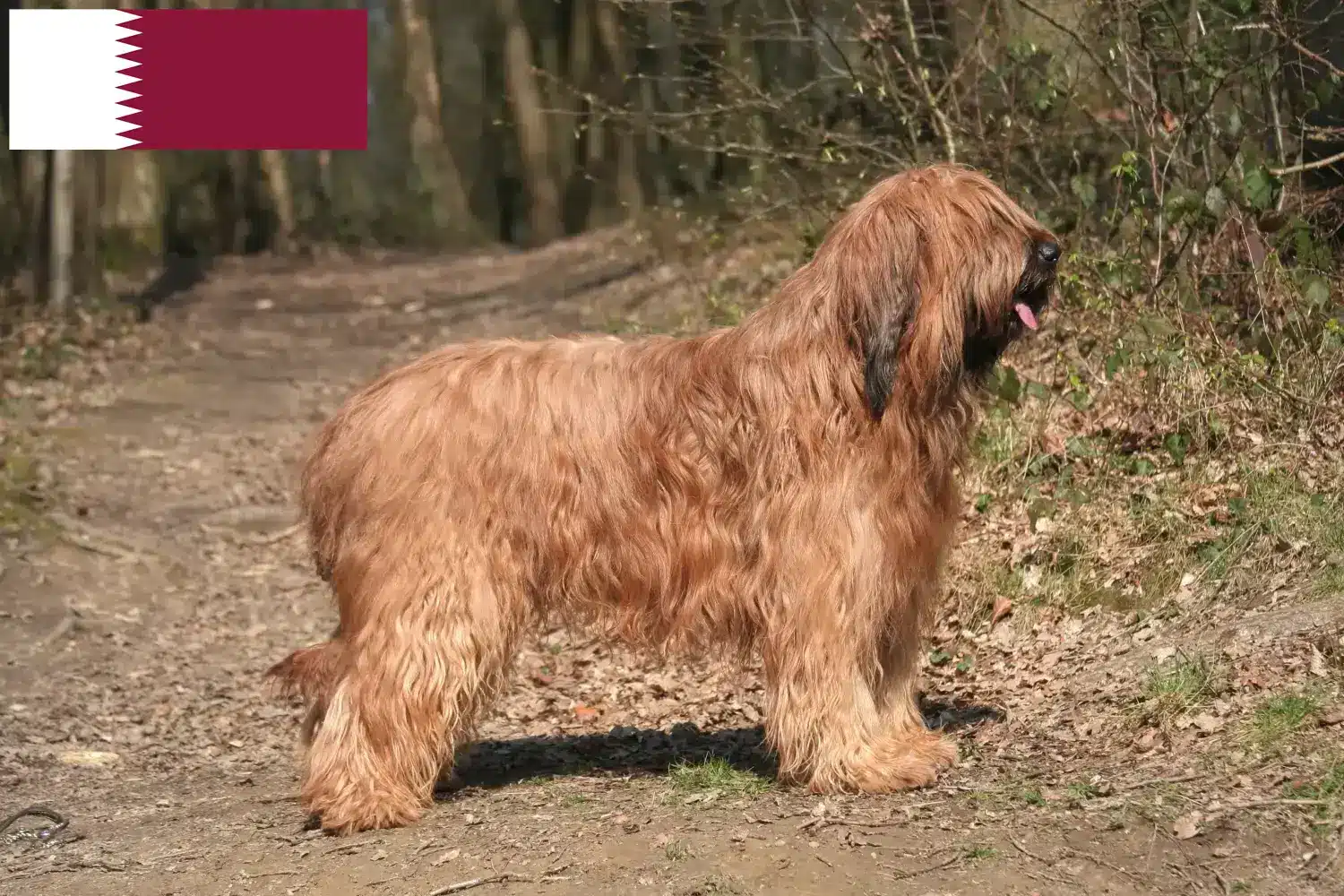 Read more about the article Katar’da Briard yetiştiricileri ve köpek yavruları