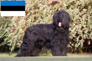 Read more about the article Estonya’da Briard yetiştiricileri ve köpek yavruları
