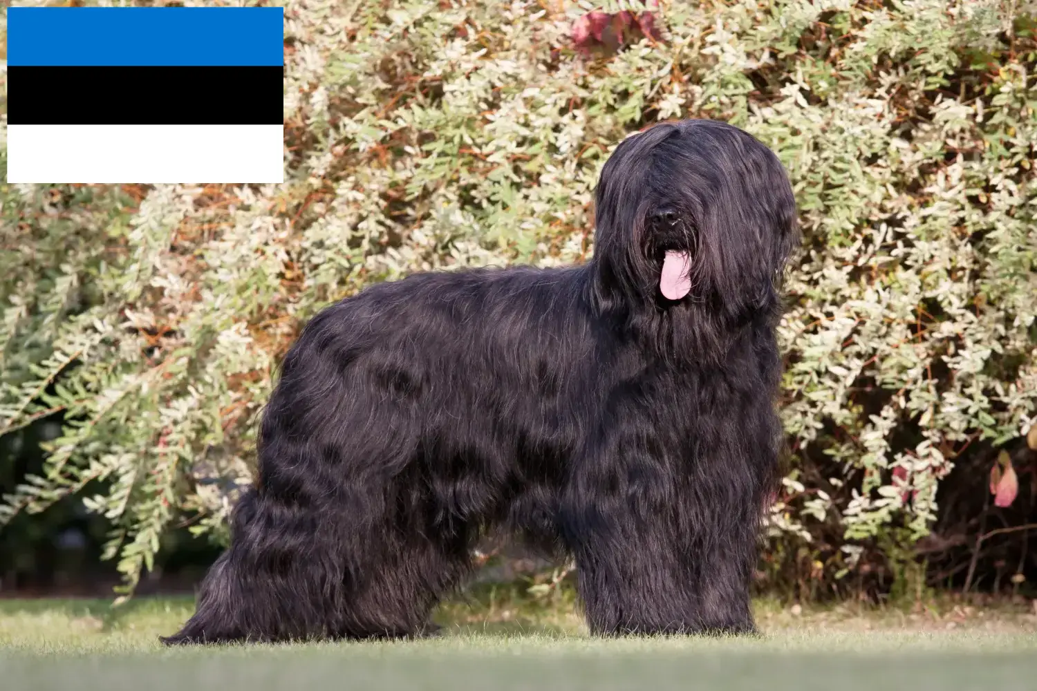 Read more about the article Estonya’da Briard yetiştiricileri ve köpek yavruları