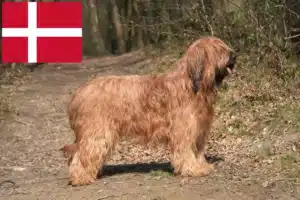 Read more about the article Danimarka’da Briard yetiştiricileri ve köpek yavruları