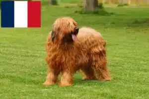 Read more about the article Fransa’da Briard yetiştiricileri ve yavru köpekler