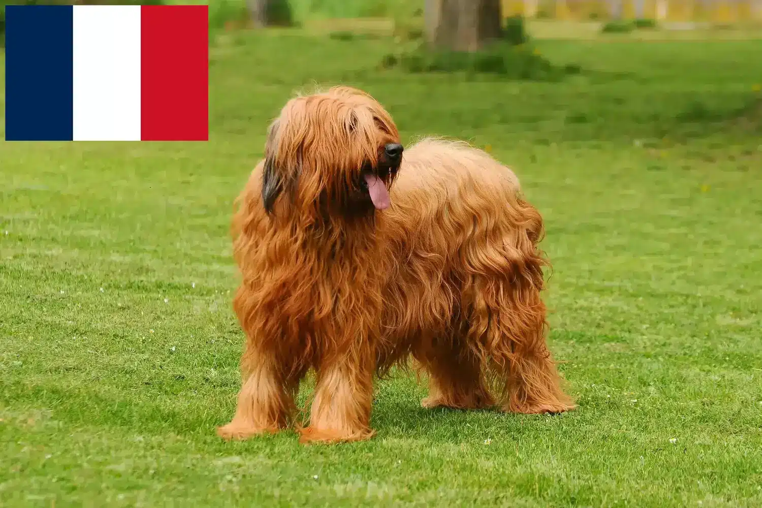 Read more about the article Fransa’da Briard yetiştiricileri ve yavru köpekler