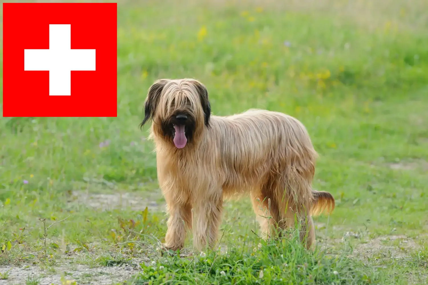 Read more about the article İsviçre’de Briard yetiştiricileri ve köpek yavruları