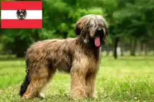 Read more about the article Avusturya’da Briard yetiştiricileri ve köpek yavruları