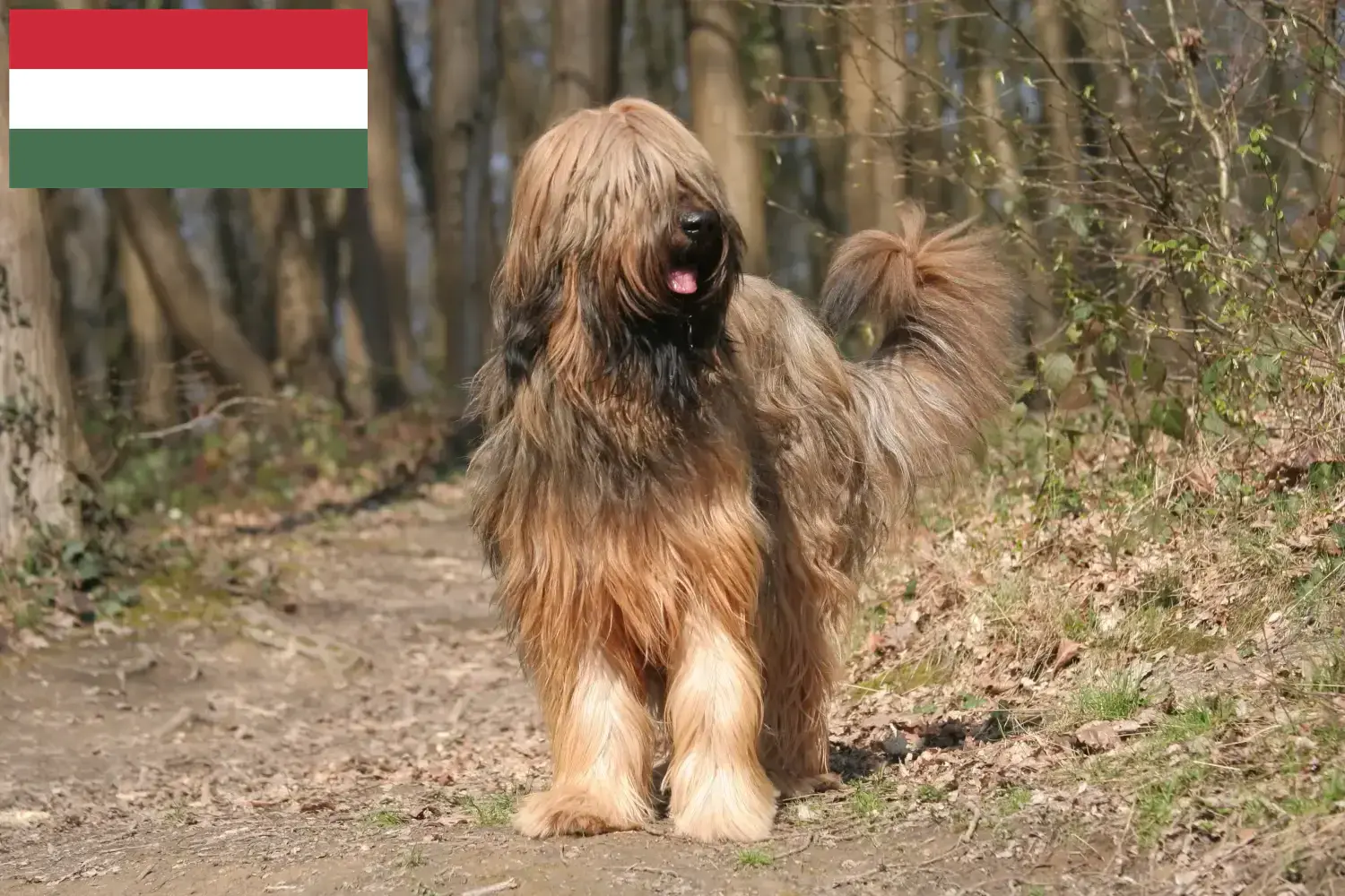 Read more about the article Macaristan’da Briard yetiştiricileri ve köpek yavruları