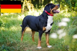 Read more about the article Almanya’da Büyük İsviçre Dağ Köpeği Yetiştiricisi ve Yavruları