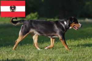 Read more about the article Avusturya’da Büyük İsviçre Dağ Köpeği Yetiştiricisi ve Yavruları
