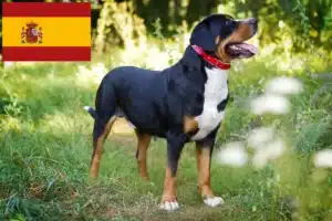 Read more about the article İspanya’da Büyük İsviçre Dağ Köpeği Yetiştiricisi ve Yavruları