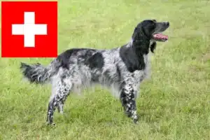 Read more about the article İsviçre’de büyük Münsterländer yetiştiricisi ve yavru köpekler