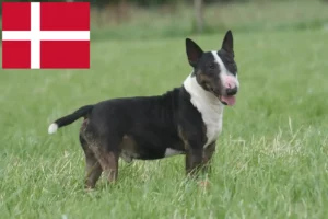 Read more about the article Danimarka’da Bull Terrier yetiştiricileri ve köpek yavruları