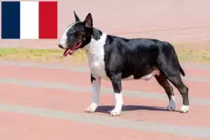 Read more about the article Fransa’da Bull Terrier yetiştiricileri ve köpek yavruları