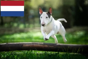 Read more about the article Hollanda’da Bull Terrier yetiştiricileri ve köpek yavruları