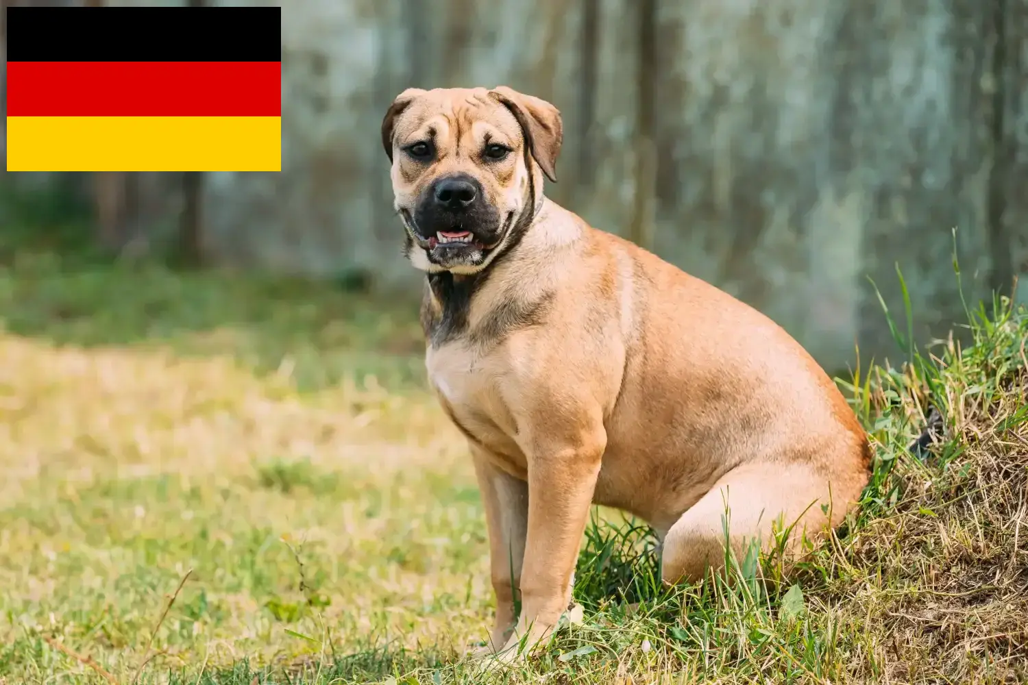 Read more about the article Almanya’da Ca de Bou yetiştiricileri ve yavru köpekler