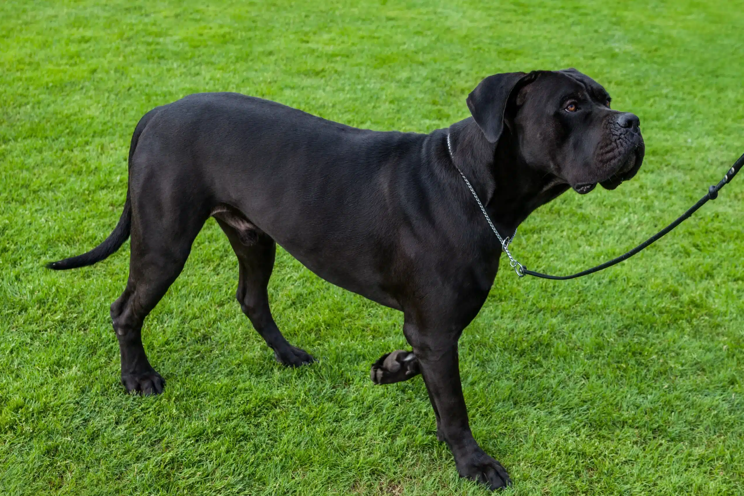 Read more about the article Cane Corso Italiano Yetiştiricisi
