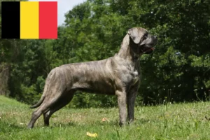 Read more about the article Belçika’da Cane Corso Italiano yetiştiricileri ve köpek yavruları
