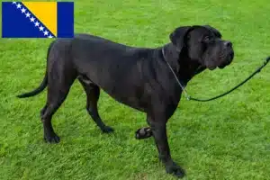 Read more about the article Bosna Hersek’te Cane Corso Italiano yetiştiricileri ve köpek yavruları