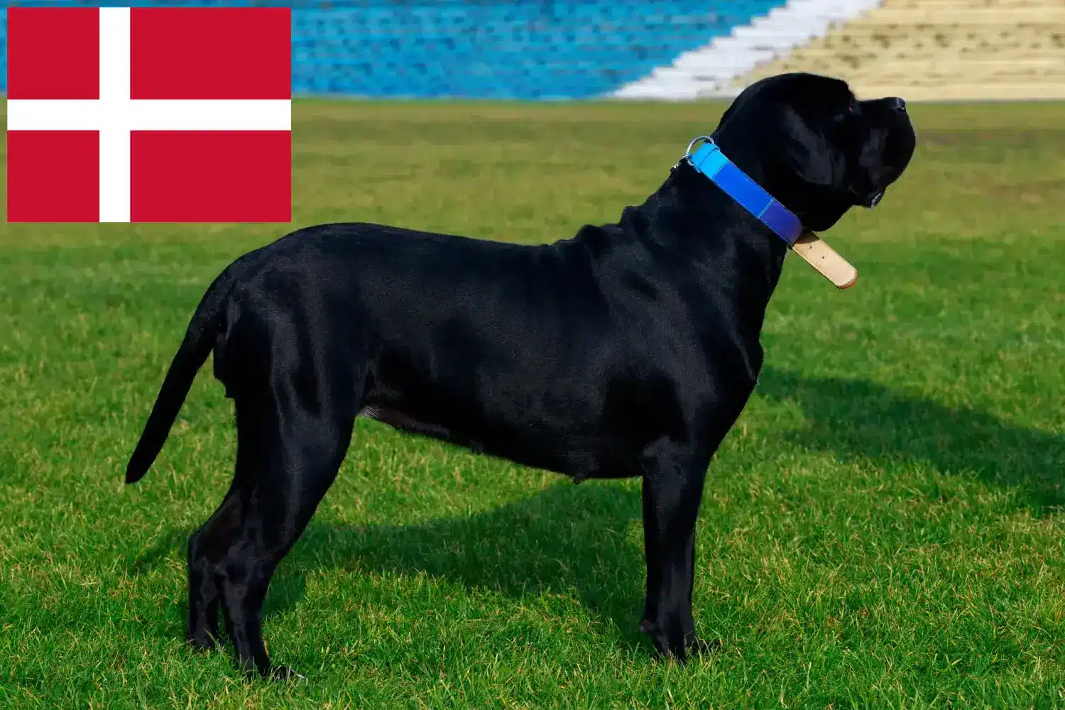 Read more about the article Danimarka’da Cane Corso Italiano yetiştiricileri ve köpek yavruları