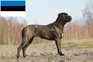Read more about the article Estonya’da Cane Corso Italiano yetiştiricileri ve köpek yavruları