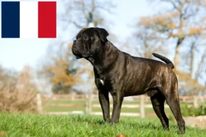 Read more about the article Fransa’da Cane Corso Italiano yetiştiricileri ve köpek yavruları