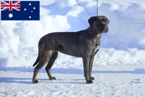 Read more about the article Avustralya’da Cane Corso Italiano yetiştiricileri ve köpek yavruları