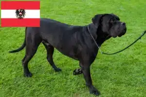 Read more about the article Avusturya’da Cane Corso Italiano yetiştiricileri ve köpek yavruları