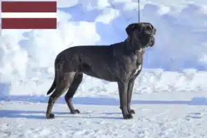 Read more about the article Letonya’da Cane Corso Italiano yetiştiricileri ve köpek yavruları