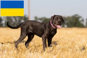 Read more about the article Ukrayna’da Cane Corso Italiano yetiştiricileri ve köpek yavruları