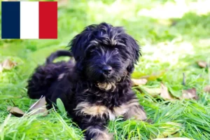 Read more about the article Fransa’da Cão da Serra de Aires yetiştiricileri ve köpek yavruları