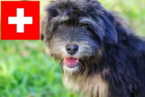 Read more about the article İsviçre’de Cão da Serra de Aires yetiştiricileri ve köpek yavruları