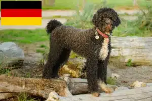 Read more about the article Almanya’da Cão de Agua português yetiştiricileri ve köpek yavruları