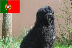 Read more about the article Portekiz’de Cão de Agua português yetiştiricileri ve köpek yavruları
