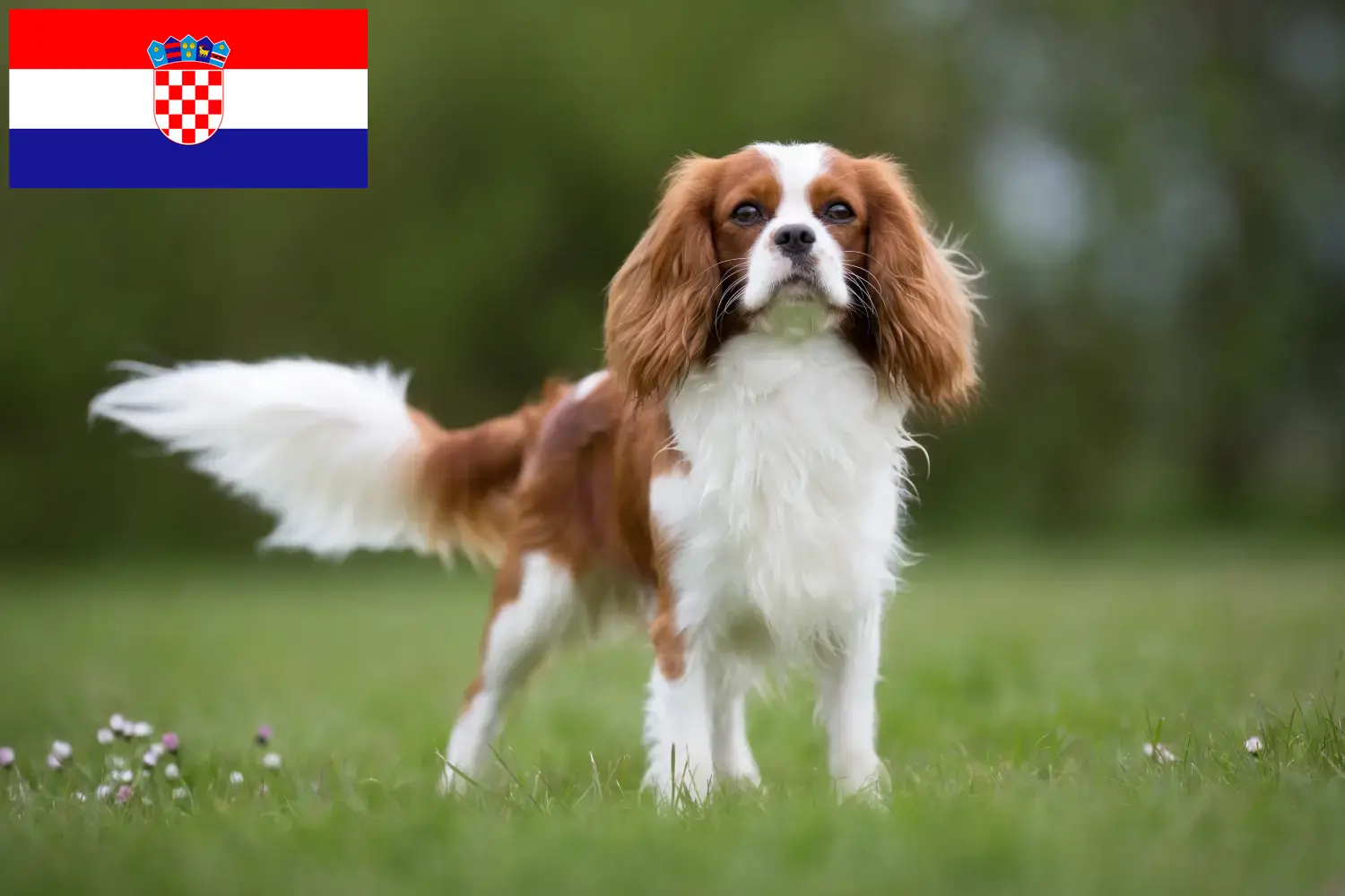 Read more about the article Hırvatistan’da Cavalier King Charles Spaniel yetiştiricileri ve köpek yavruları