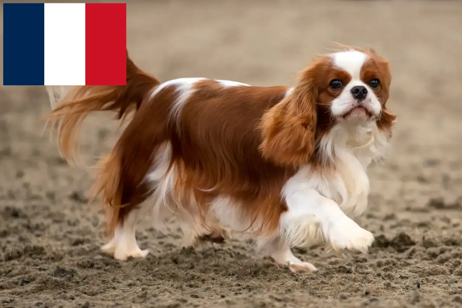 Read more about the article Réunion’da Cavalier King Charles Spaniel yetiştiricileri ve köpek yavruları