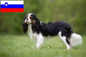 Read more about the article Slovenya’da Cavalier King Charles Spaniel yetiştiricileri ve köpek yavruları